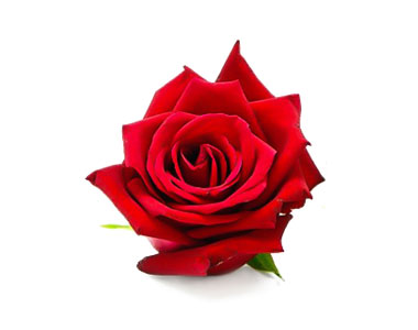 ING-rose